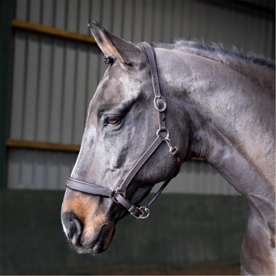 John Whitaker Whitaker Ready to Ride din piele Headcollar maro