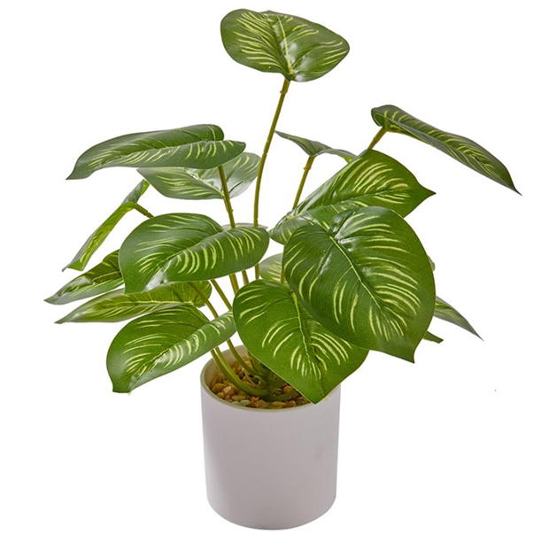 Grace Acasa Evergreen Plant44 verde